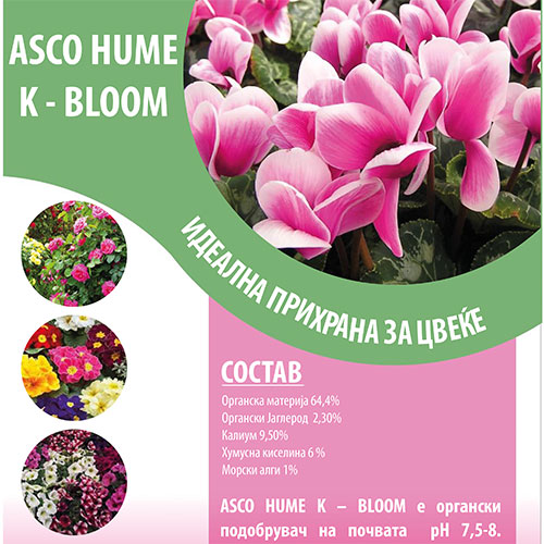 Asco Hume K-Bloom