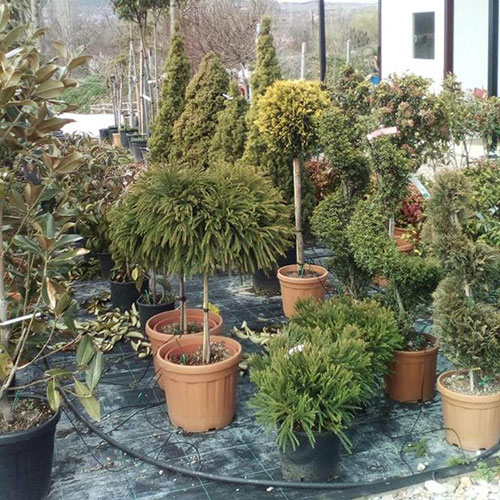 pinus-garden-centar-clubeconomy